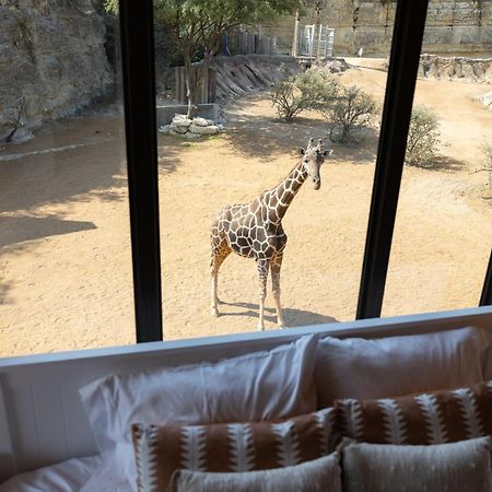 San Antonio Zoo - Spekboom Giraffe Lodge Exterior photo