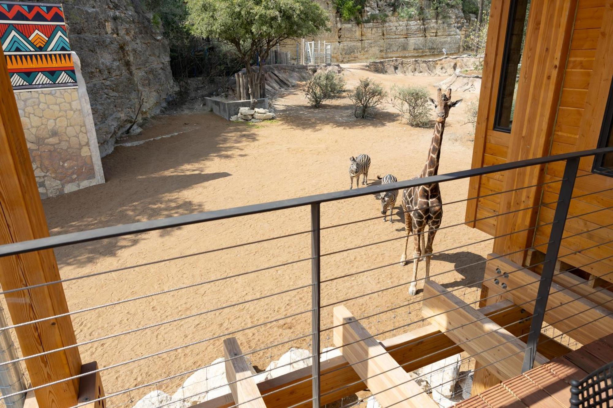 San Antonio Zoo - Spekboom Giraffe Lodge Exterior photo