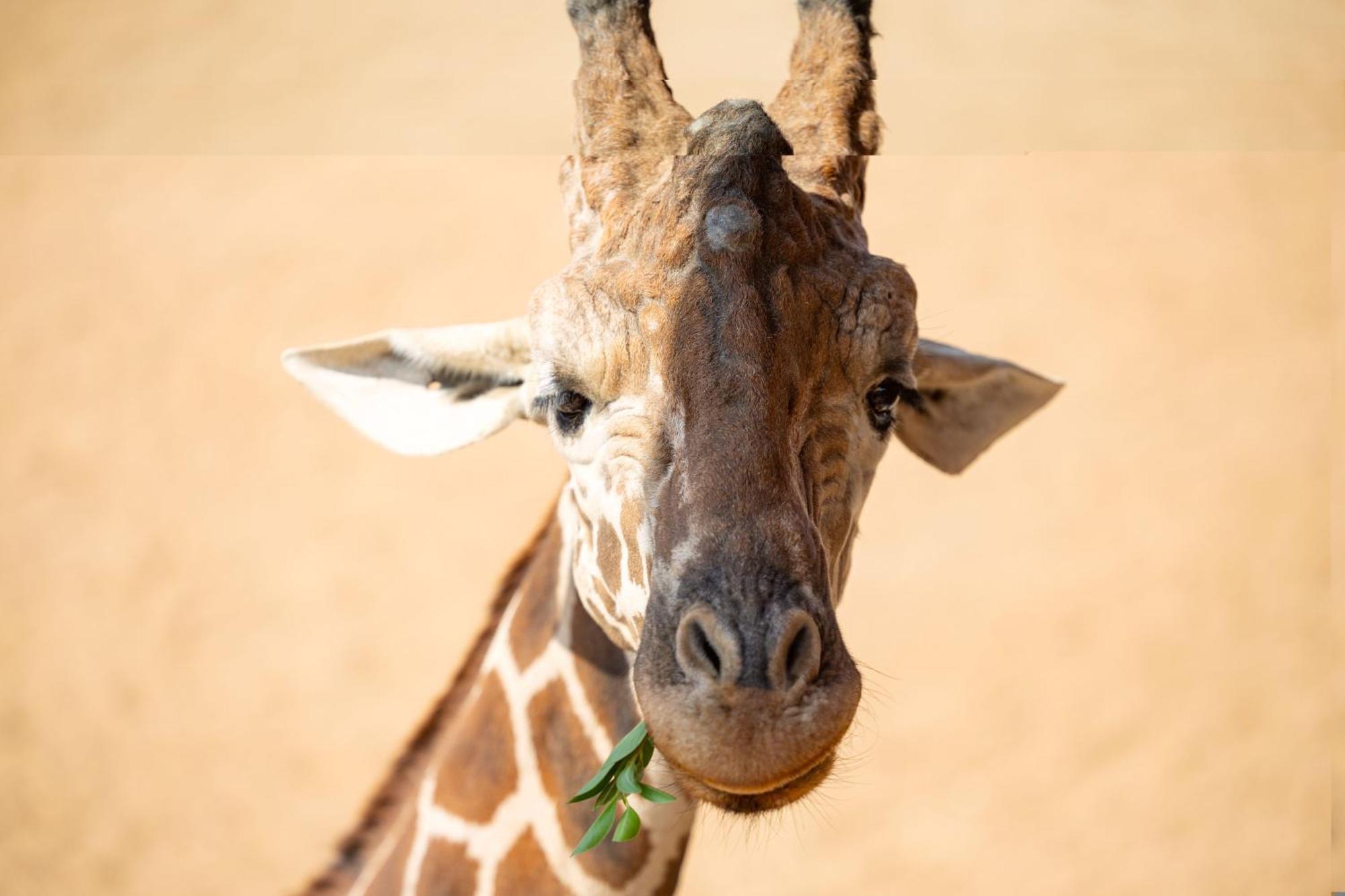 San Antonio Zoo - Spekboom Giraffe Lodge Exterior photo